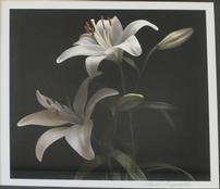 'Lillies" Photograph by Linda Pampinella 202//174
